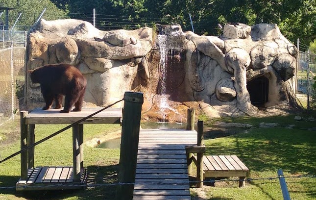 Bear habitat enclosure at the Alabama Gulf Coast Zoo