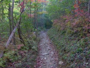 Fall foliage covering the Great Smoky Mountains