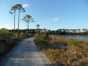 Gravel trail through pine flatwoods and marsh at Bon Secour National Wildlife Refuge