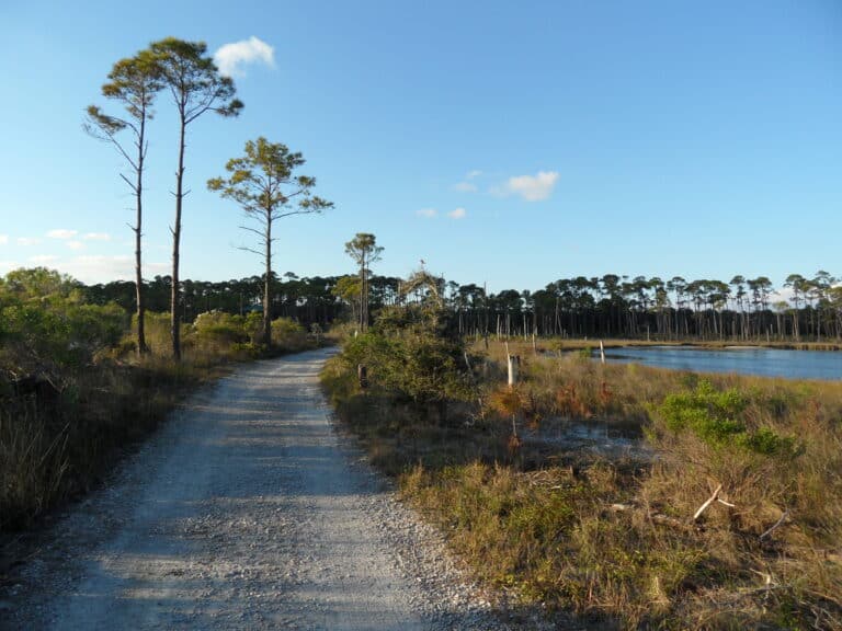 Gravel trail through pine flatwoods and marsh at Bon Secour National Wildlife Refuge