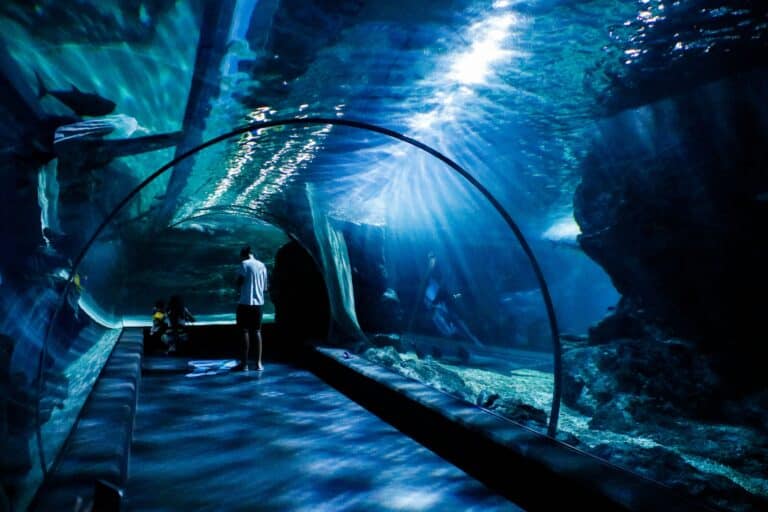 Visitors walking through an indoor underwater aquarium tunnel